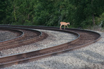 A deer crosses the Norfolk Southern mains.