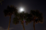 The final blue moon of 2009 rises above the palm trees of Deerfield Beach, FL