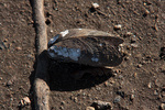 20090415-_MG_4690.jpg