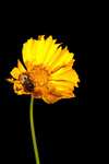 Filename : 20090616-_MG_8658.jpg
Filesize : 149KB
Dimensions : 683x1024
Date added : Jun 17, 2009 20090616-_MG_8658.jpg