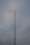 Some geese flying overhead