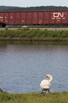 A swan watches NR-2 roll past Stoddard Cove